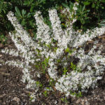 <em>Spiraea thunbergii</em> 'Fujino Pink' 24/03/2017