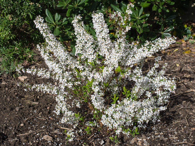 Just planted in the extended West border in replacement for the Salvia Grahamii