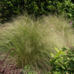 <em>Stipa tenuissima</em> 17/05/2026