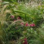 <em>Stipa tenuissima</em> 27/07/2025