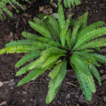 <em>Struthiopteris spicant</em> 17/09/2020