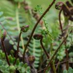 <em>Struthiopteris spicant</em> 18/05/2021