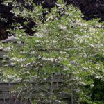 <em>Styrax japonicus</em> 'Fargesii' 07/05/2026
