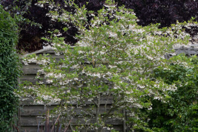 Floraison de mai 2026