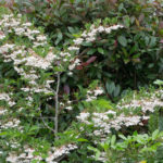 <em>Styrax japonicus</em> 'Fargesii' 07/06/2016