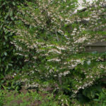 <em>Styrax japonicus</em> 'Fargesii' 08/05/2020
