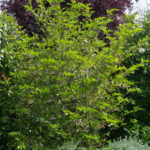 <em>Styrax japonicus</em> 'Fargesii' 12/05/2022