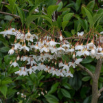 <em>Styrax japonicus</em> 'Fargesii' 24/05/2015