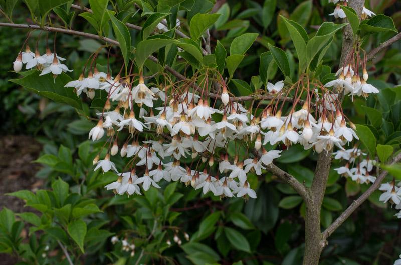 Styrax japonicus 'Fargesii' 24/05/2015