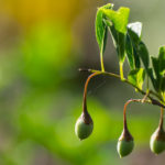 <em>Styrax japonicus</em> 'Fargesii' 26/07/2016