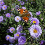 <em>Symphyotrichum novi-belgii</em> 'Marie Ballard' 11/09/2016