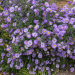 <em>Symphyotrichum novi-belgii</em> 'Marie Ballard' 13/09/2015