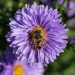 <em>Symphyotrichum novi-belgii</em> 'Marie Ballard' 22/08/2015