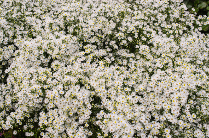 An aster with small white flowers and continuous flowering all through October