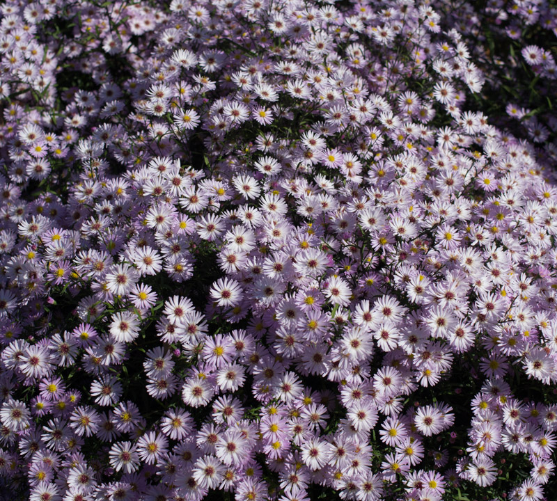 Symphyotrichum x 'Vasterival' 26/09/2014