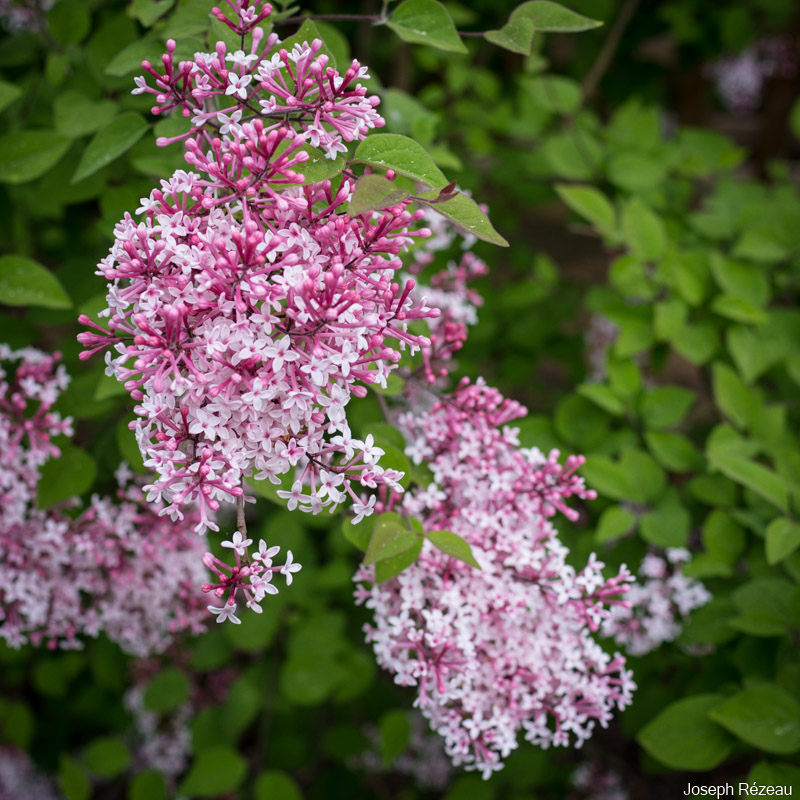 Gros plan sur la floraison de printemps