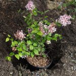 <em>Syringa microphylla</em> 'Superba' 21/04/2025