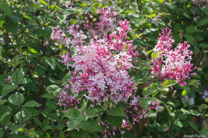 Pleine floraison fin avril 2019