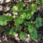 Spring shoots (under the pergola)