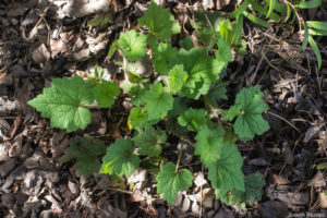 Pousses de printemps (sous la pergola)