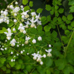 <em>Thalictrum delavayi</em> 'Album' 12/07/2016