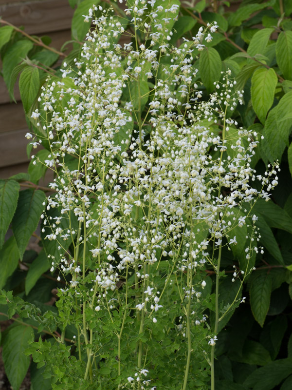 Floraison d'été