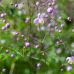 <em>Thalictrum delavayi</em> 'Ankum' 02/07/2016