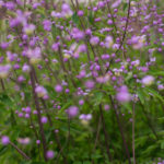 <em>Thalictrum delavayi</em> 'Ankum' 08/07/2016