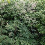 <em>Thalictrum delavayi</em> 'Ankum' 19/07/2025