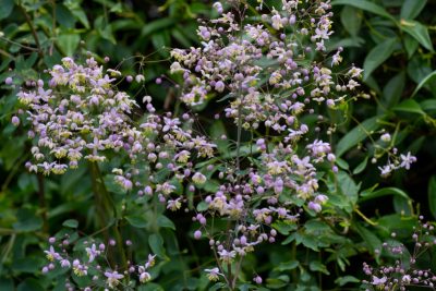 Floraison de fin juillet 2025