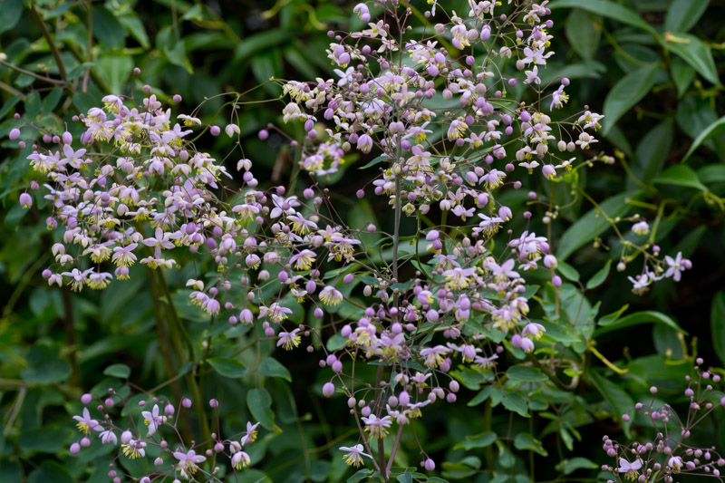Floraison de fin juillet 2025