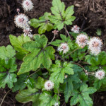 <em>Tiarella</em> 'Ninja' 24/06/2015