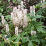 <em>Tiarella x</em> 'Pink Skyrocket' 08/05/2018