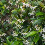 <em>Trachelospermum jasminoides</em> 08/07/2016