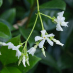 <em>Trachelospermum jasminoides</em> 22/08/2015