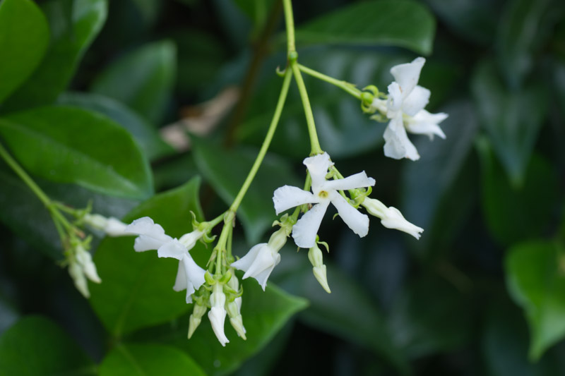 Floraison d'été