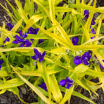 <em>Tradescantia x andersoniana</em> 'Sweet Kate' 21/05/2016