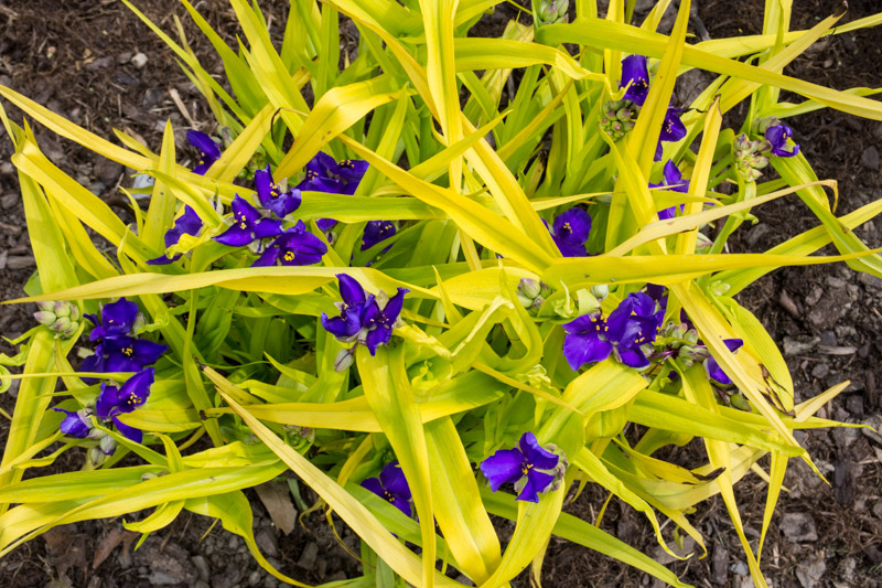 C'est parti pour une longue saison de fleurs (mai 2016)