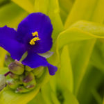 <em>Tradescantia x andersoniana</em> 'Sweet Kate' 24/05/2016