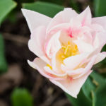 <em>Tulipa</em> 'Angélique' 29/03/2022