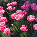 <em>Tulipa</em> 'Angélique' 01/04/2020