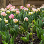 <em>Tulipa</em> 'Angélique' 05/04/2016