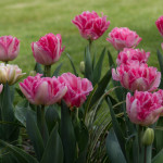 <em>Tulipa</em> 'Angélique' 11/04/2016