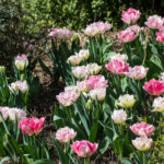 <em>Tulipa</em> 'Angélique' 18/03/2020