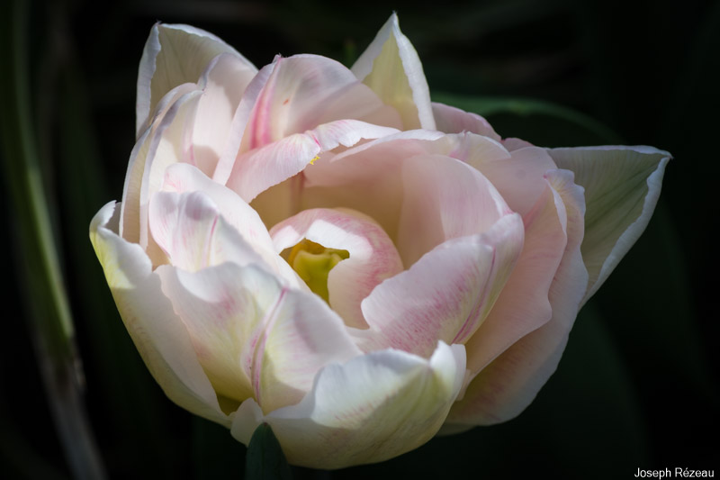 "fleur de pivoine"