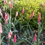 <em>Tulipa clusiana</em> 'Peppermint Stick' 08/04/2025