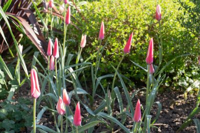 Floraison d'avril 2025