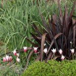 <em>Tulipa clusiana</em> 'Peppermint Stick' 12/04/2025