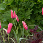 <em>Tulipa clusiana</em> 'Peppermint Stick' 20/04/2018