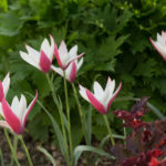 <em>Tulipa clusiana</em> 'Peppermint Stick' 20/04/2018